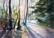 A-walk-in-Dalby-Forest-scaled